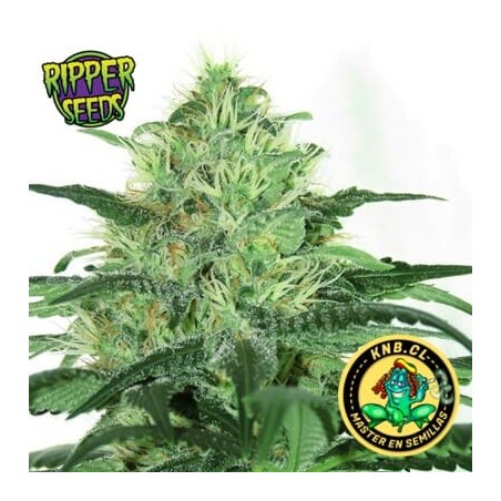 Sideral de Ripper Seeds