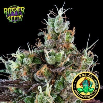 Sour Ripper de Ripper Seeds