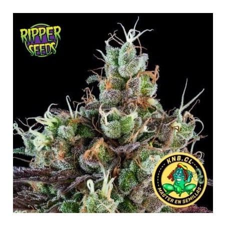 Sour Ripper de Ripper Seeds