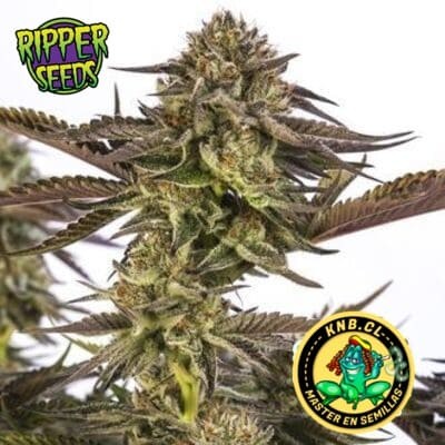 Zombie Kush de Ripper Seeds