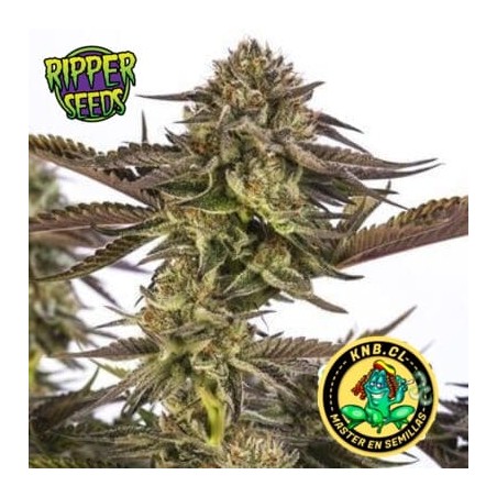 Zombie Kush de Ripper Seeds