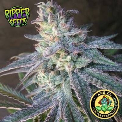 Washing Machine Ripper Seeds