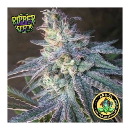 Washing Machine Ripper Seeds