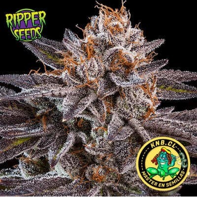 OMG de Ripper Seeds