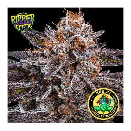 OMG de Ripper Seeds