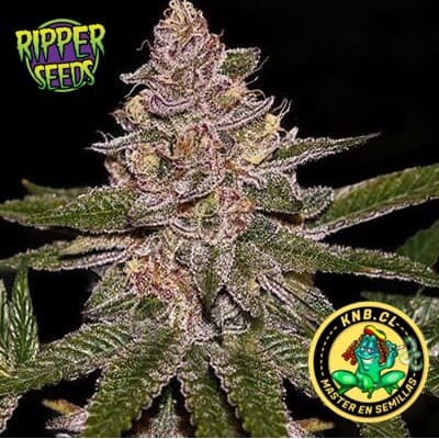 Radical Juice de Ripper Seeds