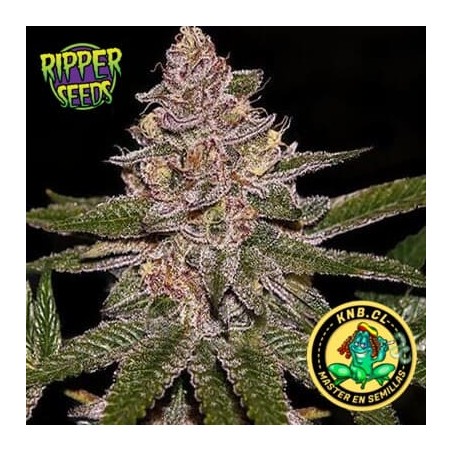 Radical Juice de Ripper Seeds