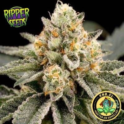 Zombie Bride Ripper Seeds