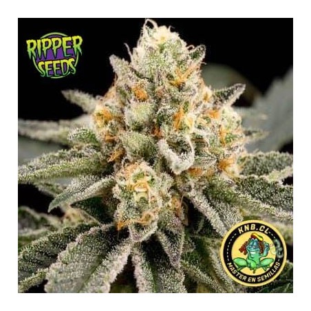 Zombie Bride Ripper Seeds