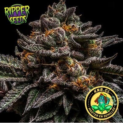 Brian Cake Ripper Seeds