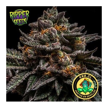 Brian Cake Ripper Seeds