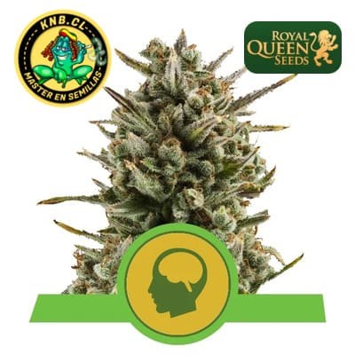 Amnesia Haze auto de Royal Queen