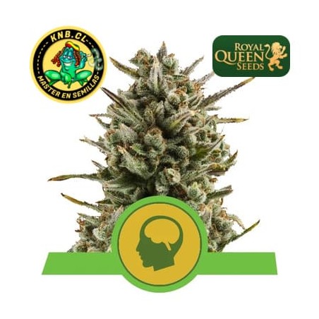 Amnesia Haze auto de Royal Queen