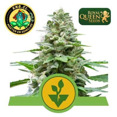 Easy Bud auto de Royal Queen