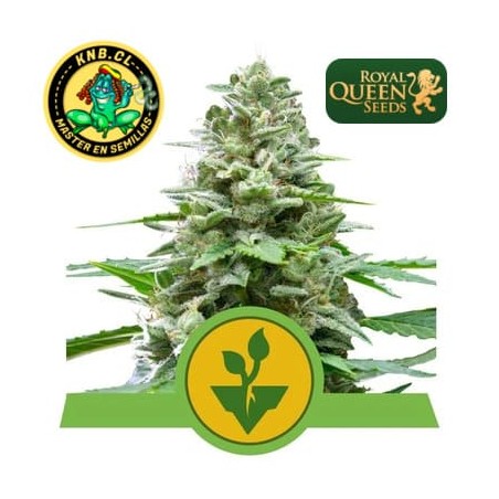 Easy Bud auto de Royal Queen