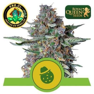 Do-Si-Dos auto Royal Queen