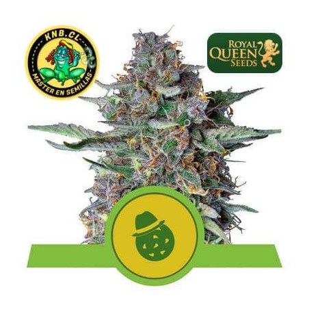 Do-Si-Dos auto Royal Queen