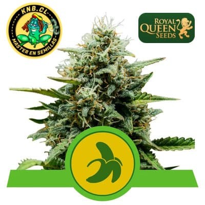 Fat Banana auto Royal Queen