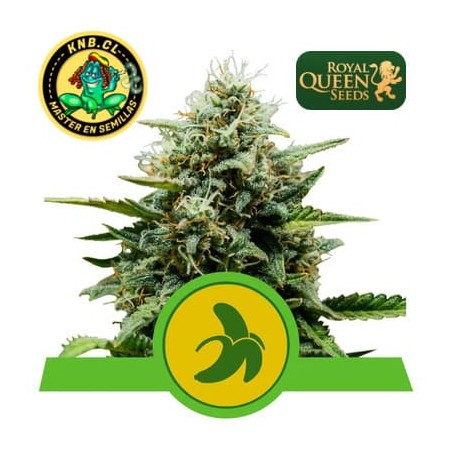 Fat Banana auto Royal Queen