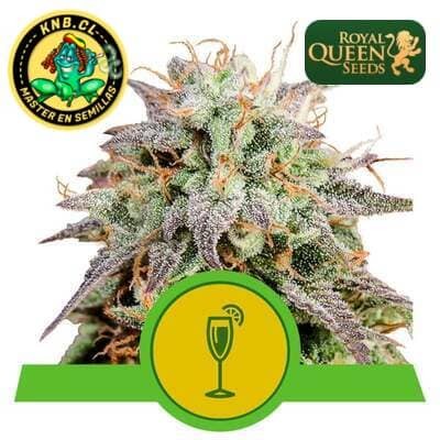 Mimosa auto Royal Queen