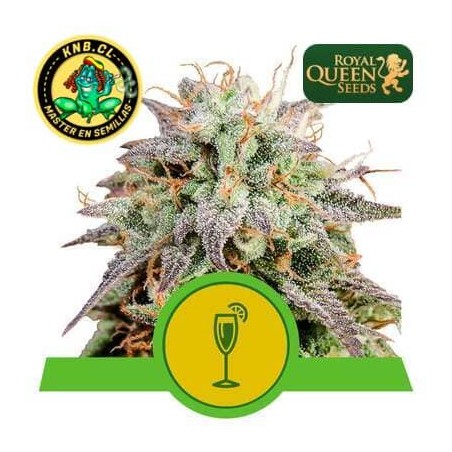 Mimosa auto Royal Queen