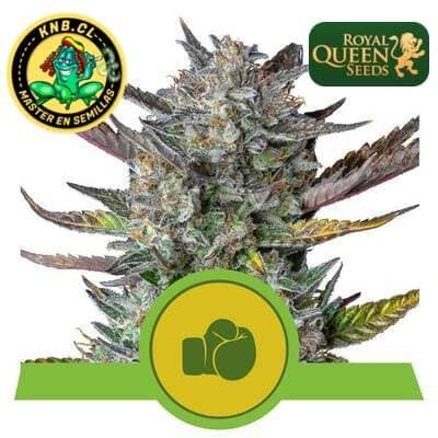 Purple Punch auto Royal Queen