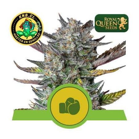 Purple Punch auto Royal Queen