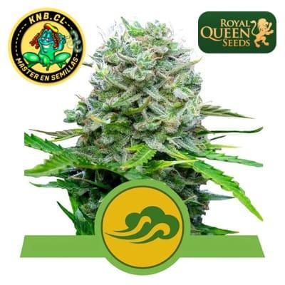 Royal Bluematic auto Royal Queen