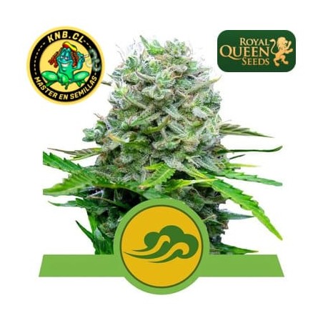 Royal Bluematic auto Royal Queen