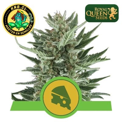 Royal Cheese auto Royal Queen