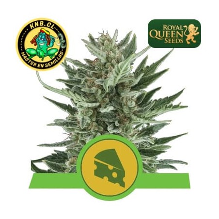 Royal Cheese auto Royal Queen