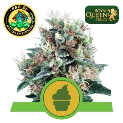 Royal Creamatic auto Royal Queen
