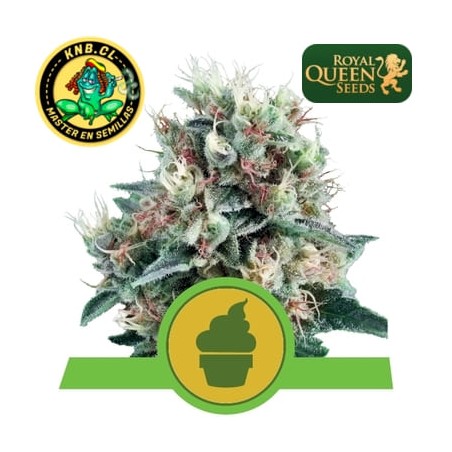 Royal Creamatic auto Royal Queen