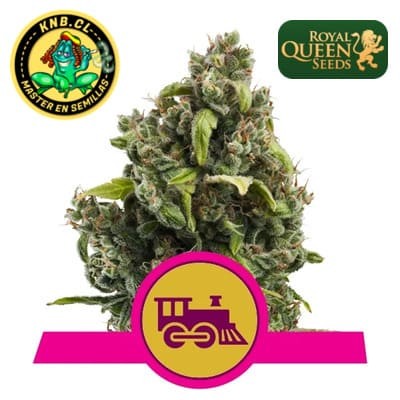 Candy Kush express de Royal Queen