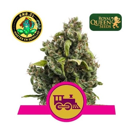 Candy Kush express de Royal Queen