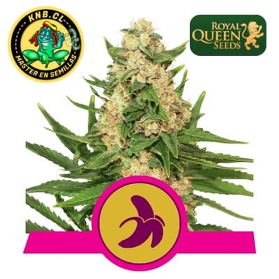 Fat Banana de Royal Queen