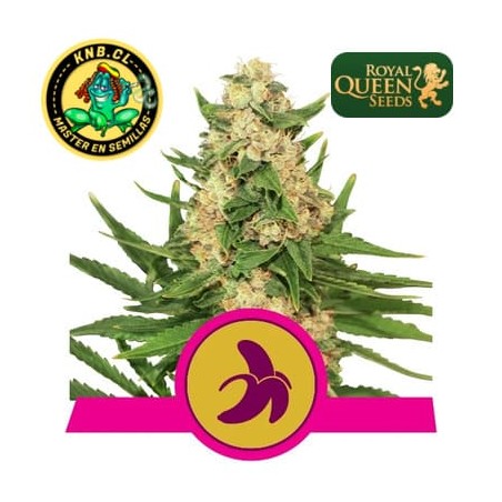 Fat Banana de Royal Queen