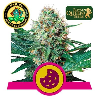 Royal Cookies Royal Queen