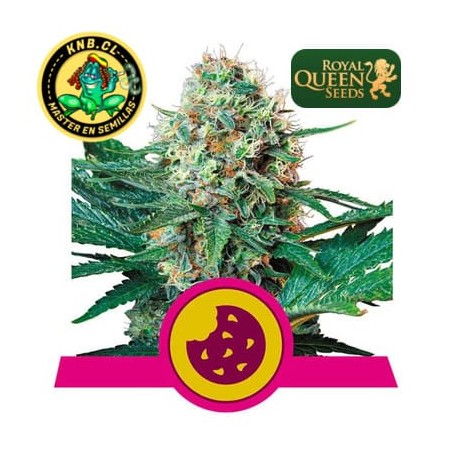 Royal Cookies Royal Queen