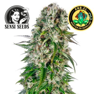 Big Bud auto Sensi Seeds