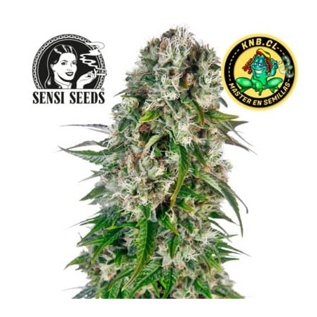 Big Bud auto Sensi Seeds