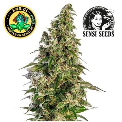 Afghani 1 auto Sensi Seeds