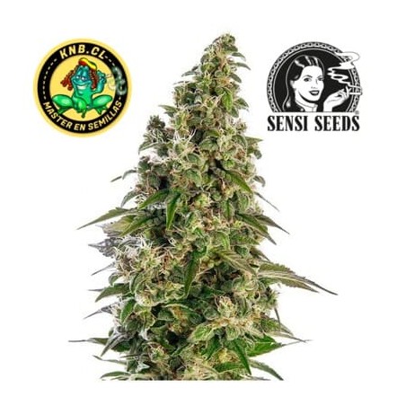 Afghani 1 auto Sensi Seeds