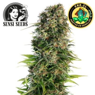 Hindu Kush auto Sensi Seeds