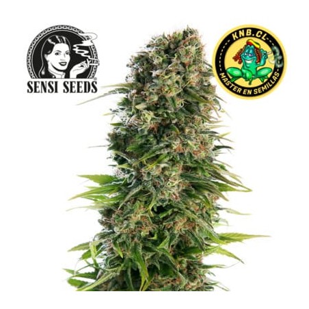 Hindu Kush auto Sensi Seeds