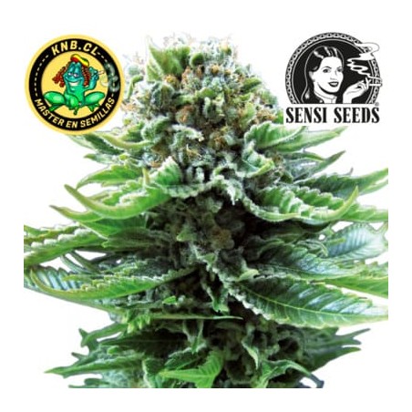 Northern Lights auto Sensi Seeds