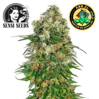 Shiva Skunk auto Sensi Seeds