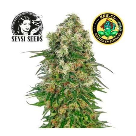 Shiva Skunk auto Sensi Seeds