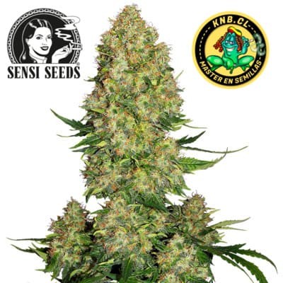 Skunk 1 auto Sensi Seeds
