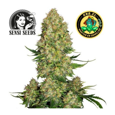 Skunk 1 auto Sensi Seeds